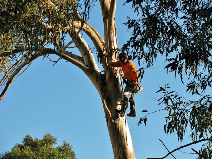 Hearns Tree Maintenance — Two months of optimisation, a Google Ads turnaround