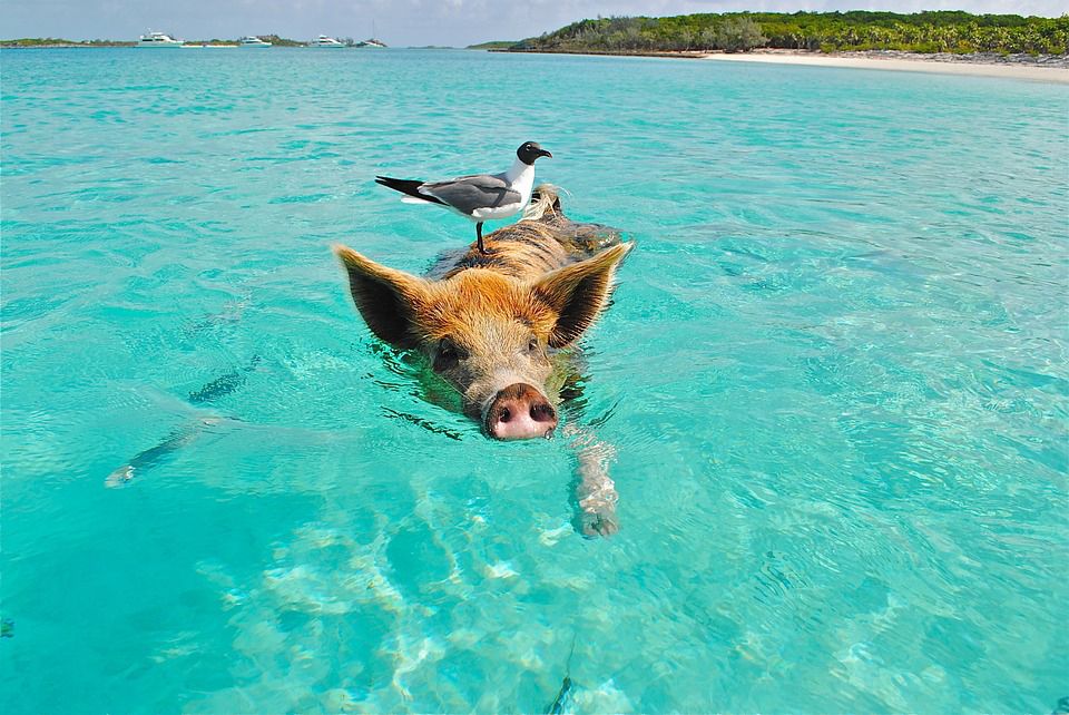 A swimming pig with a bird on its back in the Bahamas
