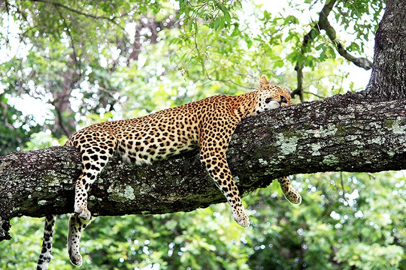 A sleeping cheetah in a tree