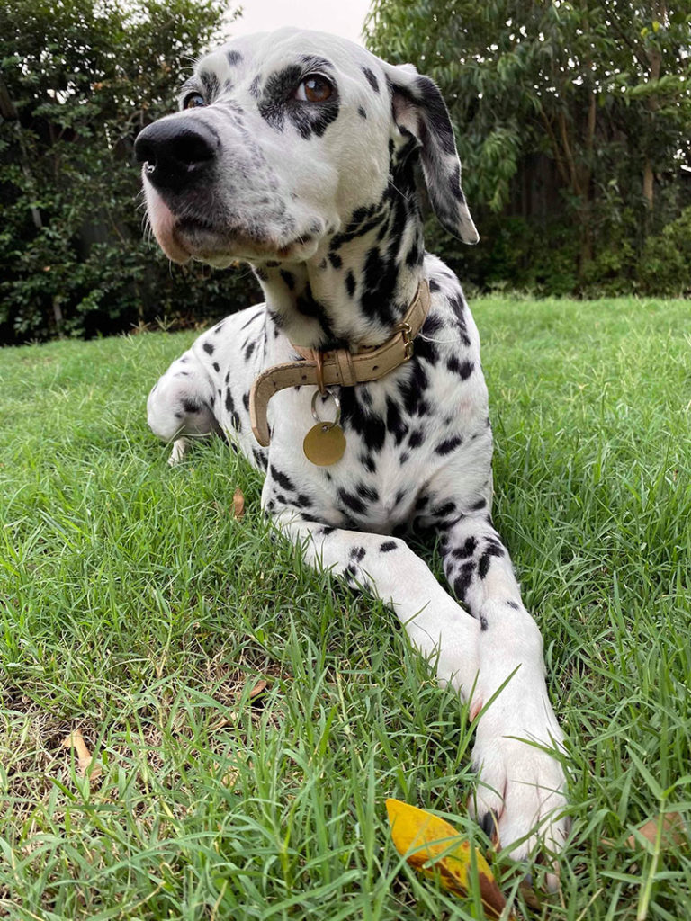 Black and white dalmatian laying outside