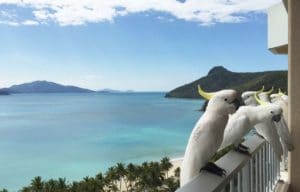 Whitsundays view with Australian birds